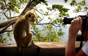 a small monkey near a man