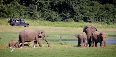 Elephants family on safari