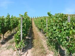 grape harvest field