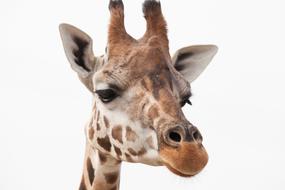 Giraffe head at white background