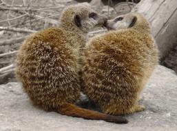 little meerkats at the zoo