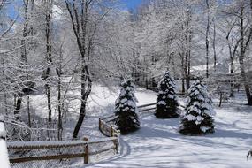 A snowstorm with trees