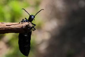 Beetle Forest Insect black