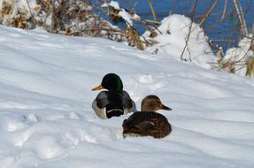 recumbent ducks in the snow