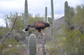 A big bird on a cactus