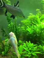 fish in an aquarium among green algae