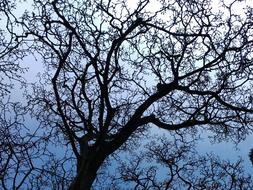 tree without leaves in autumn