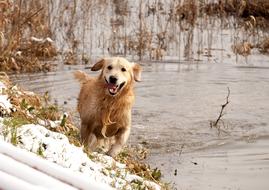 running dog by the lake