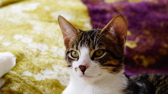young cat looking straight