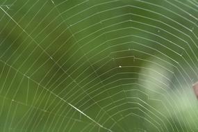 spider on a web on a green background