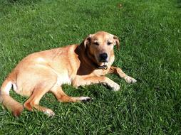 a large domestic brown dog is resting on the lawn