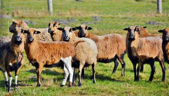 fluffy sheep on a walk in the grass