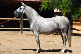 beautiful grey Andalusian Horse