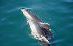 Dolphins show water