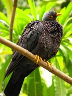 Bird at Zoo Nature