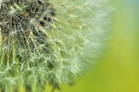 dandelion on a green background