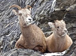 sheep on a stone