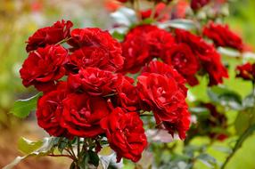 Red roses are blooming in the garden