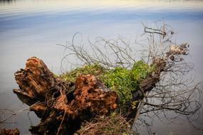 A tree in the lake water