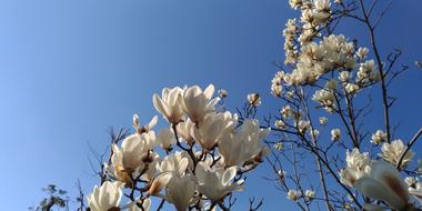 white flowers on a blue sky background