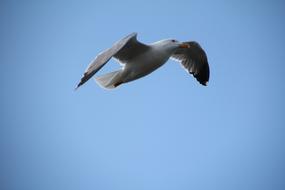 seagull in clear blue sky