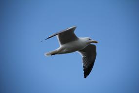 grey Seagull at blue sky