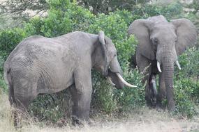 elephants wild Tanzania