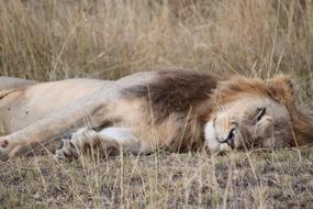 Colorful and beautiful lion, sleeping on the colorful grass in Tanzania, Africa