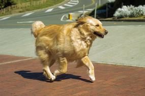 a running fluffy dog in the yard