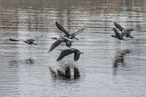 Animal River water Cormorant