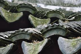 plants leaves garden