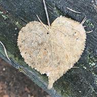 a dry leaf on the table