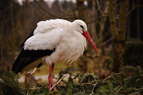 Stork Bird white