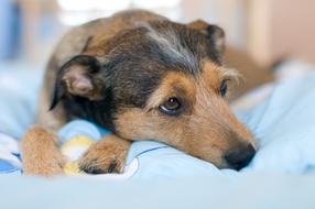 Rest Dogs rests on blue blanket