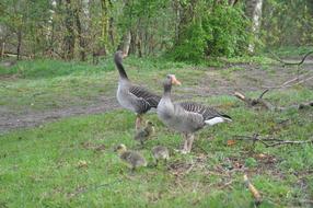 grey ducks on the grass