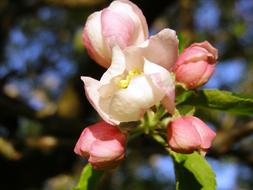 roses spring trees