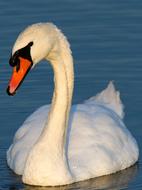 A white swan in the water