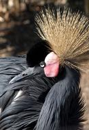 a black bird with a crest