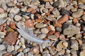 a white feather on the rocks by the sea