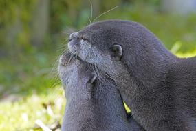 cute black seals