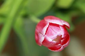 a red flower on a green background