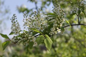 leaves with flowers on the branches