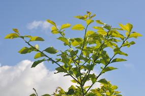 green foliage on a background of clouds and sky