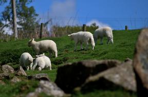 sheep walking in the meadow