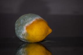 mold lemon table