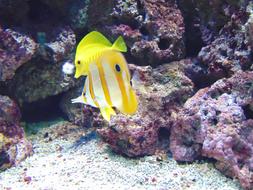 yellow Fish Animal Water