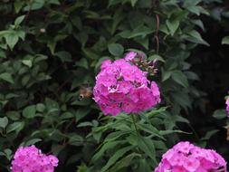 pink flowers with trees