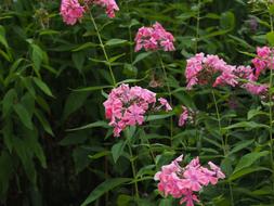 bushes with beautiful flowers