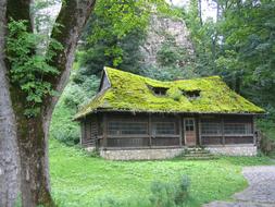 House green roof