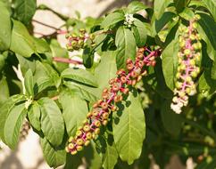 beautiful garden plants